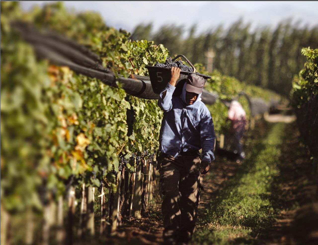 1280px-Bodega_chakana_trabajador_con_uvas Mendoza