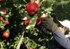Un trabajador cosecha manzanas en una plantación. Fuente Infocampo
