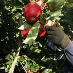 Un trabajador cosecha manzanas en una plantación. Fuente Infocampo