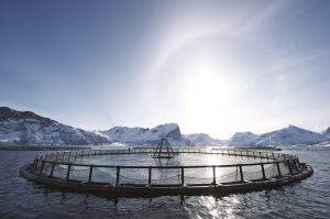Jaula salmonera en un fiordo noruego