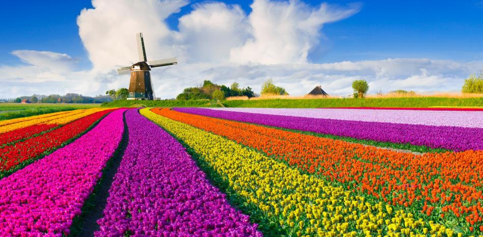 Campos de tulipanes de Holanda Jaap Hart